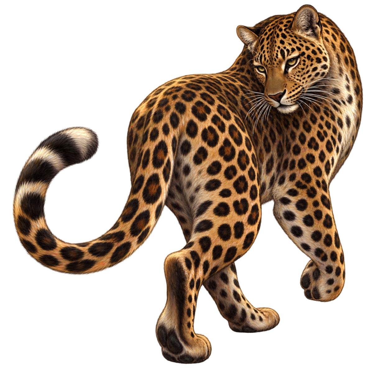 Spotted You Looking – Fall Cover Minder